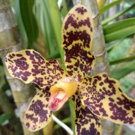 Bunga Orkid