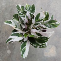 Anak pokok calathea batik white fusion