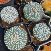 Astro superkabuto cactus