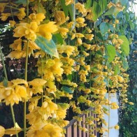 Anak Pokok Nong Nooch Vine