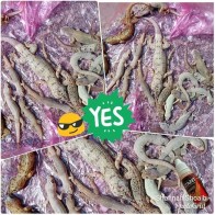 Racun Cicak