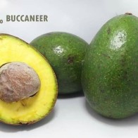 Anak Pokok Avocado Buccaneer