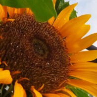 Biji benih Bunga Matahari saiz besar (Giant Sunflower)