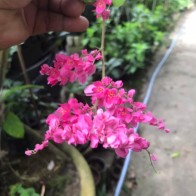 Anak Pokok Bunga Air Mata Pengantin (AMP) Pink Terang Bunga Besar