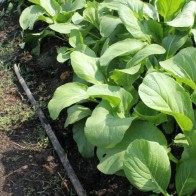 Bji Benih Organik Heirloom : Sayuran Berdaun