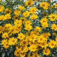 Anak Pokok Jerusalem Artichoke aka Sunroot aka Sunchoke