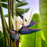 Anak Pokok Giant Bird Of Paradise (Strelitzia Nicolai)