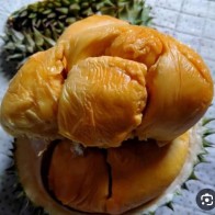 Anak Pokok Durian Jawi Super