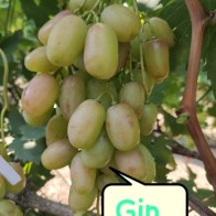 Anak Pokok Anggur Gin