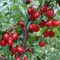 Anak Pokok Cornelian Cherry aka Cornus Mas
