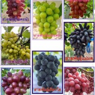 Anak Pokok Anggur Pelbagai Jenis