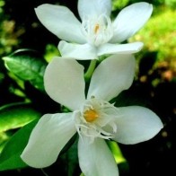 Pokok Melati Putih/Thai Jasmine Wrightia Antidysenterica