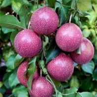 Anak Pokok Markisa Ungu/Purple Passion Fruit