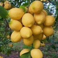 Anak Pokok Lemon Australia