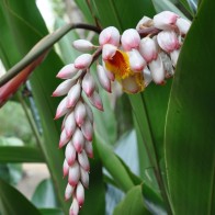 Anak Pokok Alpinia Zerumbet (Shell Ginger)