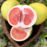 Anak Pokok Shaddock Red Honey Pomelo