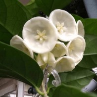 Anak Pokok Hoya Danumensis