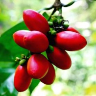 Anak Pokok Belinjau