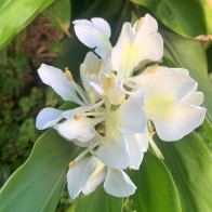 Anak Pokok Gandasuli/Butterfly Gingers/Hedychium Coronarium