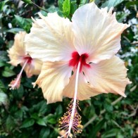 Anak Pokok Bunga Raya Lejen Rosa Sinensis