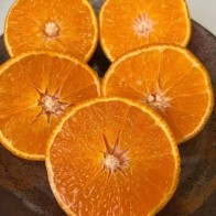 Anak Pokok Jelly Orange