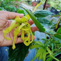 Pokok Bunga Kenanga Berbau Wangi