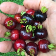 Anak Pokok Brazil Cherry aka Grumichama