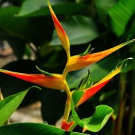 Anak Pokok/Ubi/Rhizome Heliconia Pelbagai Jenis No 3