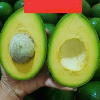 Anak Pokok Avocado Mentega/Buc