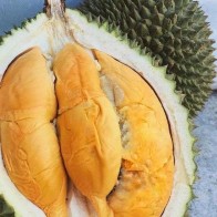 Anak Pokok Durian D24