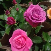 Pokok Bunga Rose (Rose Denmark)