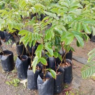 Anak Pokok Pulasan