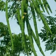 Anak Pokok Ramunggai/Kelor/Moringa