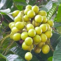 Anak Pokok Matoa (Kristal/Laici Brazil) Hijau