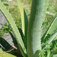 1 BATANG DAUN ALOEVERA / LIDAH BUAYA PANJANG 2 KAKI