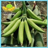 Anak Benih Sulur Pokok Pisang Tanduk (ready stock)