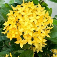Anak Pokok Ixora/Siantan Kuning