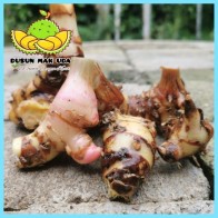 Lengkuas Segar Bersih / Galangal 100gm 200gm 500gm 1000gm