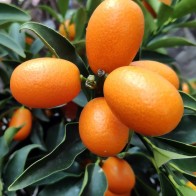 Anak Pokok Limau Kumquat Berbuah Comel