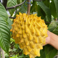 Anak Pokok Nona Biriba