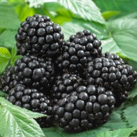 Anak Pokok Blackberry Black Satin Thornless/Tiada Duri