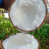 Anak Pokok Kelapa Jelly (Macapuno)