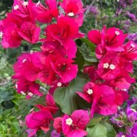 Anak Pokok Bunga Kertas Bougainvillea Duck Feet/Gayen/Red Giant