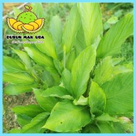 Daun Kunyit Segar 40gm / Turmeric Leaves