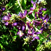 Anak Pokok Callerya Reticulata (Evergreen Wisteria)