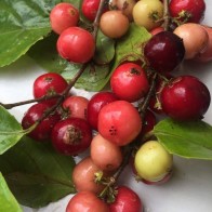 Anak Pokok Buah Rokam/Rukam Nadir