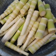 Anak Pokok Buluh Madu Untuk Rebung