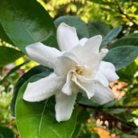 Anak Pokok Bunga Cina Gajah aka Melur Gajah Double/Polynesian Gardenia (Gardenia Taitensis)