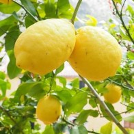 Anak Pokok Lemon Thai Buah Kuning Lonjong