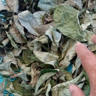 50 GRAM LEBIH DAUN PECAH BELING KERING